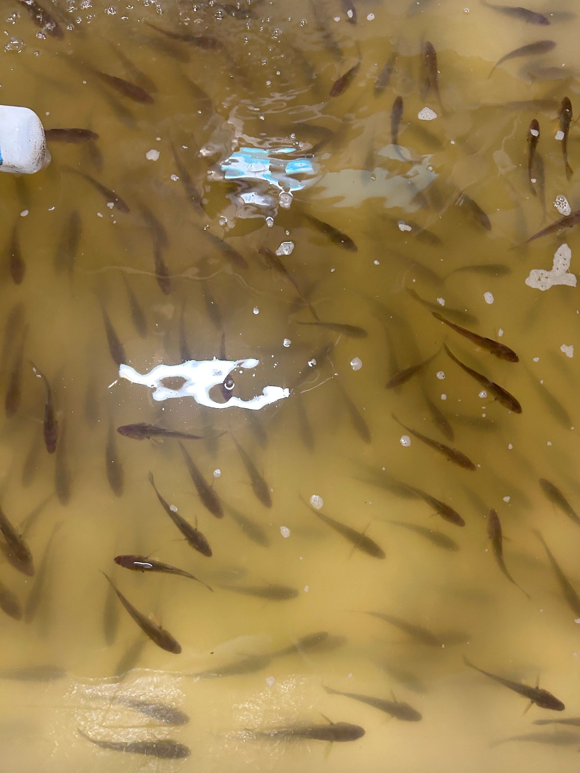 Croakers fish bait
