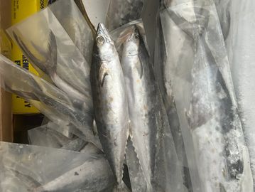 Mackerel bait